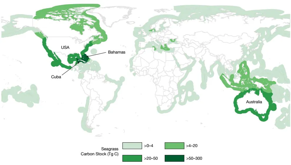 La première carte mondiale des herbiers sous-marins : 148 506 km² au total, mais 4 % des herbiers marins ont disparu en 4 ans