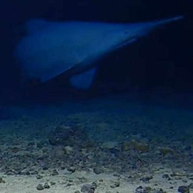 manoa-soest-requin-gobelin-thmb-300x300