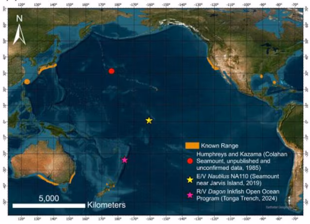carte des observations de requins gobelins