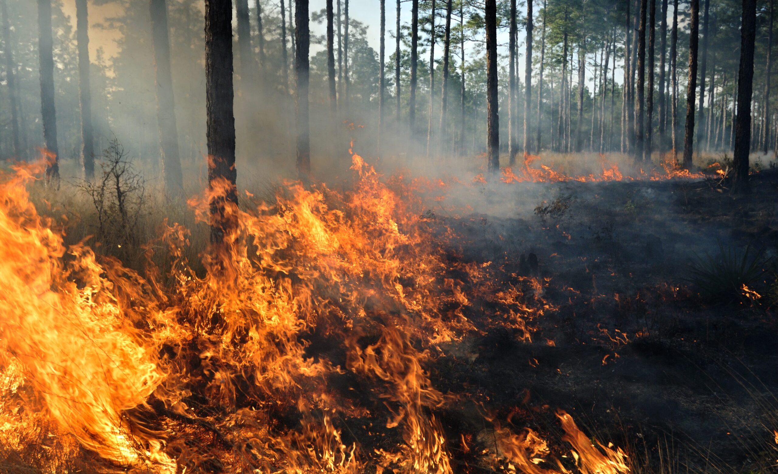 42% des incendies sont provoqués par des canicules : l'étude sur les incendies et les intempéries