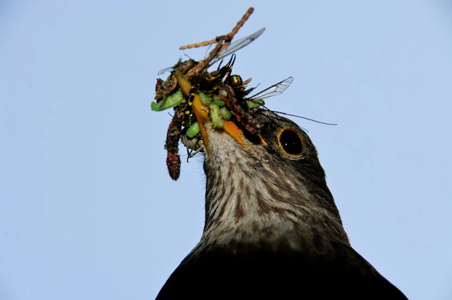 nourriture pour fourmis volantes pour insectivores