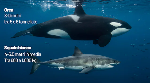 différences requin orque