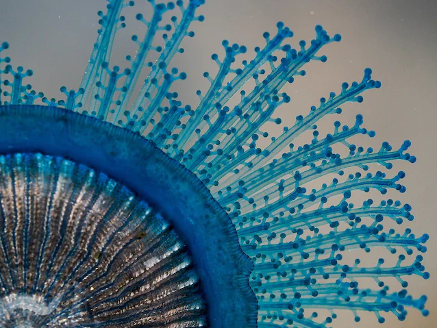 Détail tentacule bouton bleu