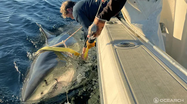 concurrent de la taille d'un requin