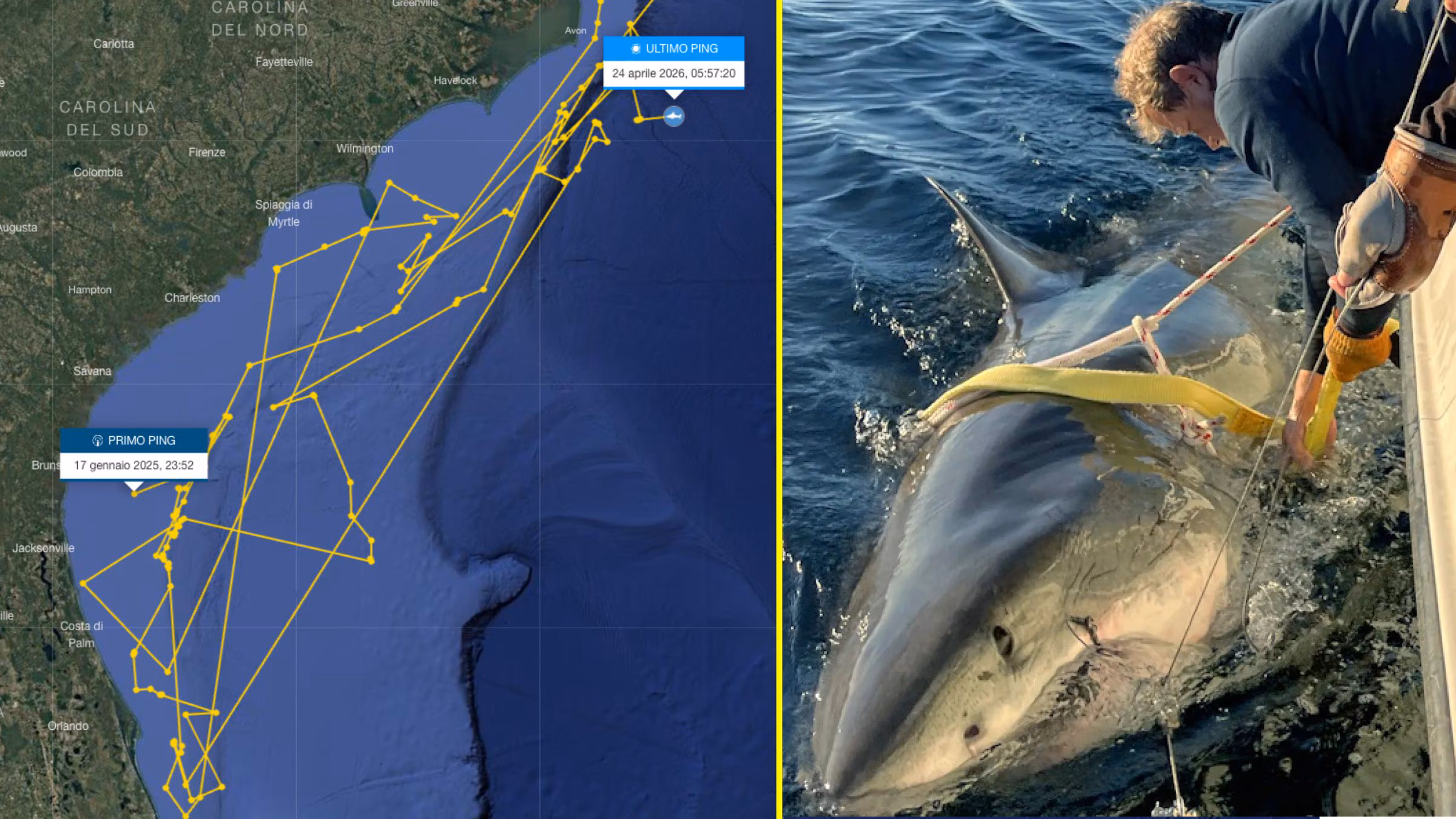 "Contender" est le plus grand requin blanc mâle de l'Atlantique : 4,2 m de long, il a refait surface après des mois aux USA