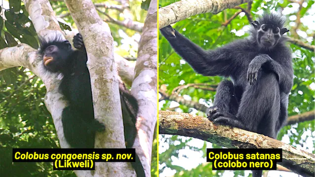 colobus congoensis et satanas