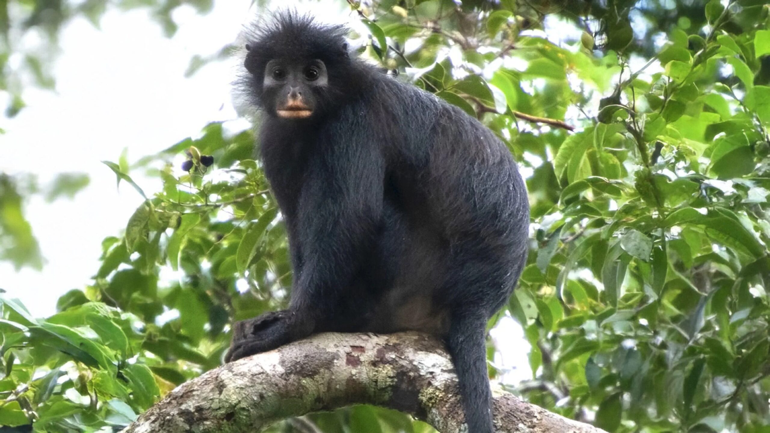 Une nouvelle espèce de singe découverte dans la forêt tropicale du Congo : le rare Likweli à visage masqué