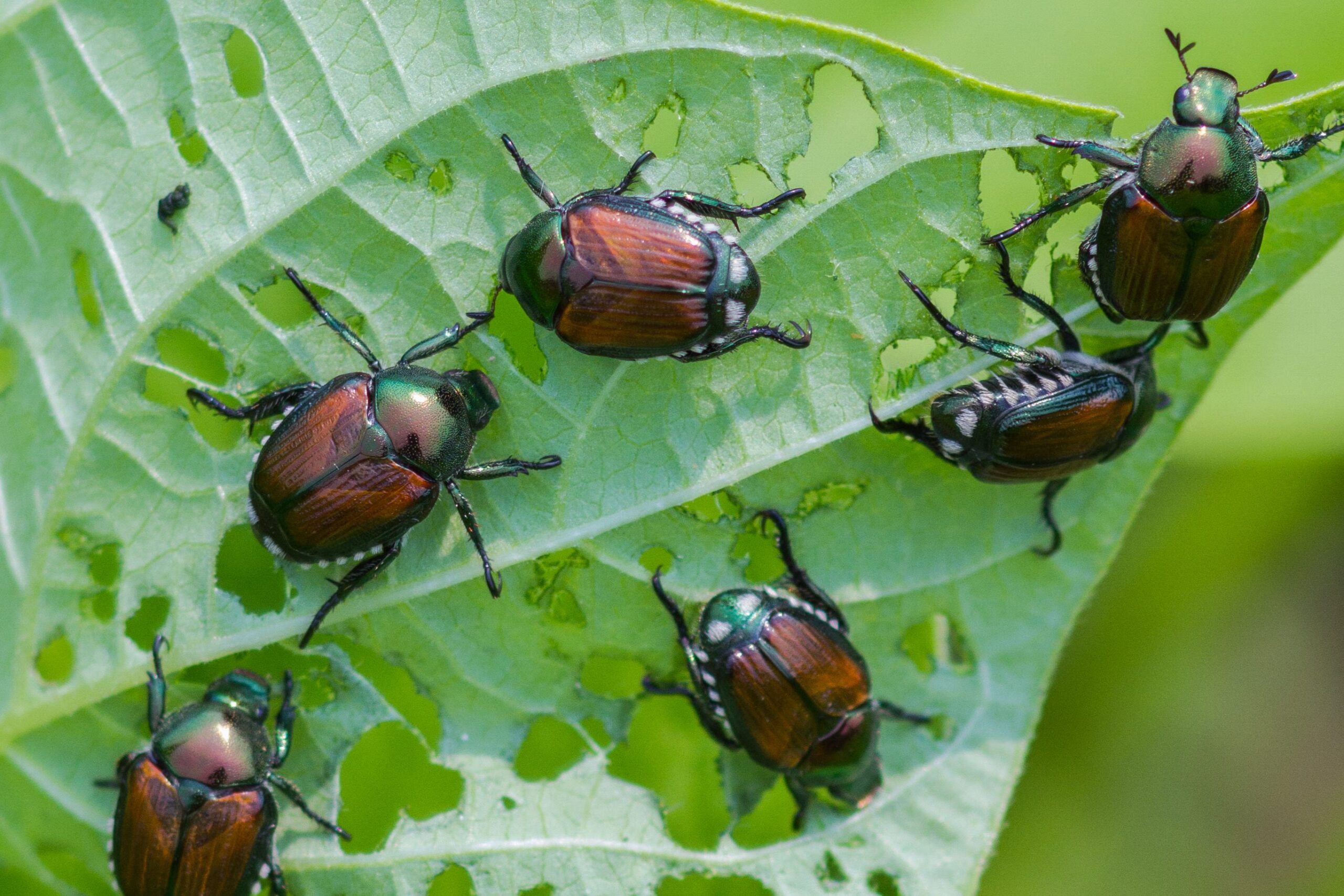 Popillia japonica en Italie : plus d'un million de captures du coléoptère qui attaque 300 espèces de plantes