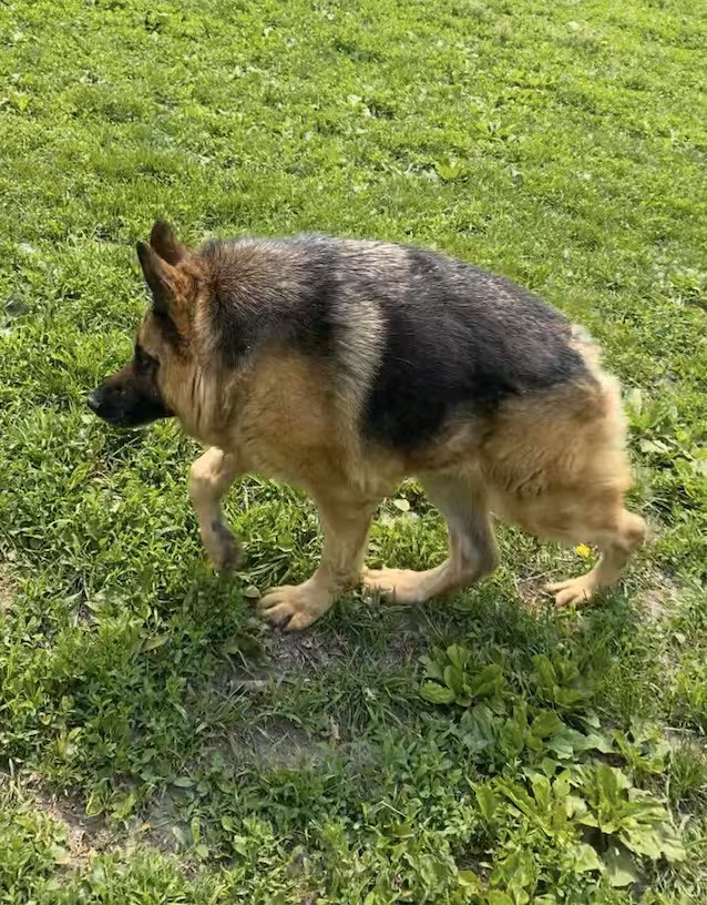 chien atteint du syndrome de la colonne vertébrale courte
