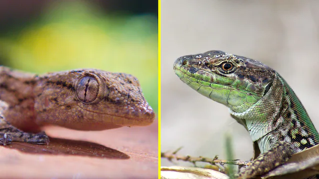 yeux de lézard gecko