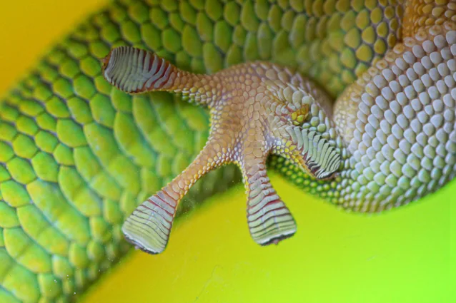 gecko microscope patte droite