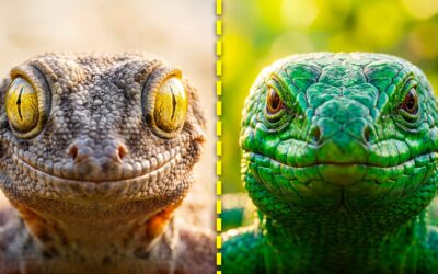 Différence entre gecko et lézard : comment les distinguer par leurs yeux, leurs pattes et leurs habitudes
