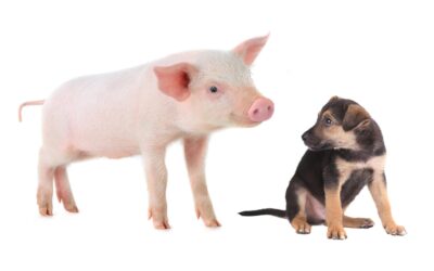 Parce que quand tu te fâches tu dis « sale chien » : origine de l&rsquo;expression