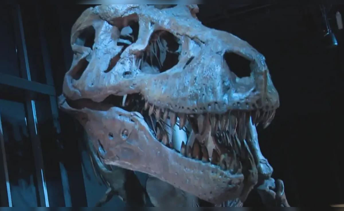 Les restes d'un crâne de dinosaure découverts au Canada appartenaient au « grand-oncle » d'un T. rex