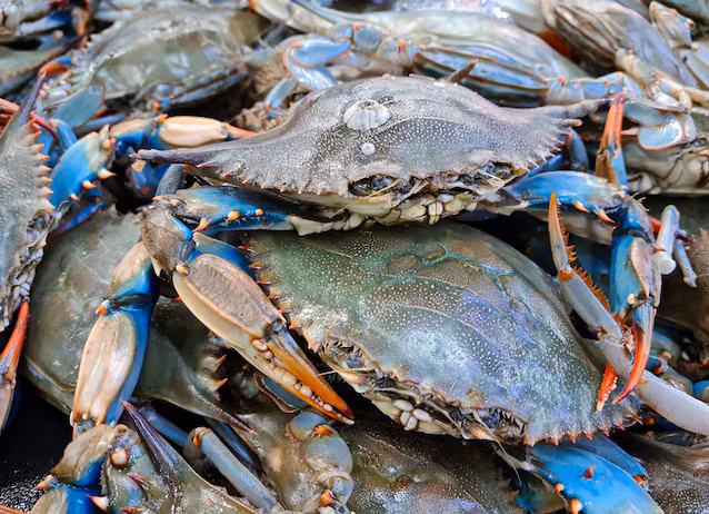 crabe bleu