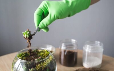Comment construire un terrarium en quatre étapes et comment l&rsquo;entretenir