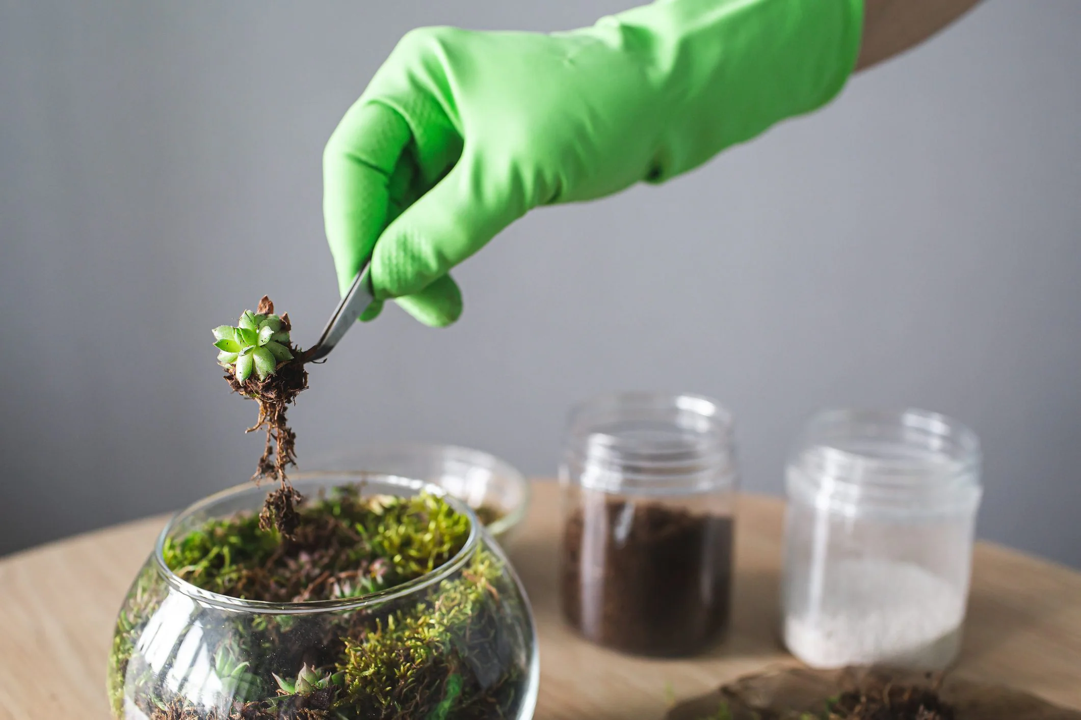 Comment construire un terrarium en quatre étapes et comment l'entretenir