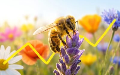Les abeilles et le champ magnétique terrestre : la découverte de la possible boussole interne chez 74 espèces