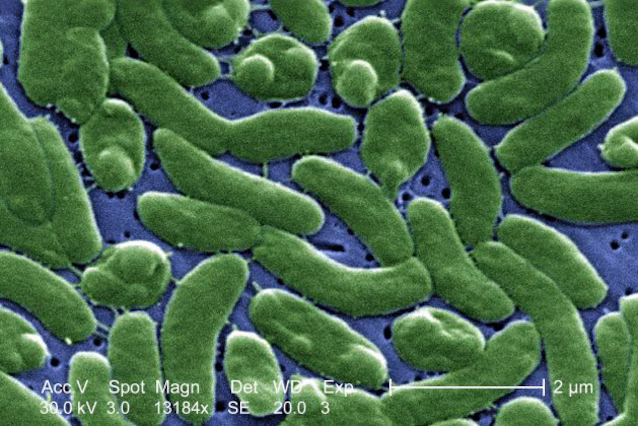 Vibrio_vulnificus_01