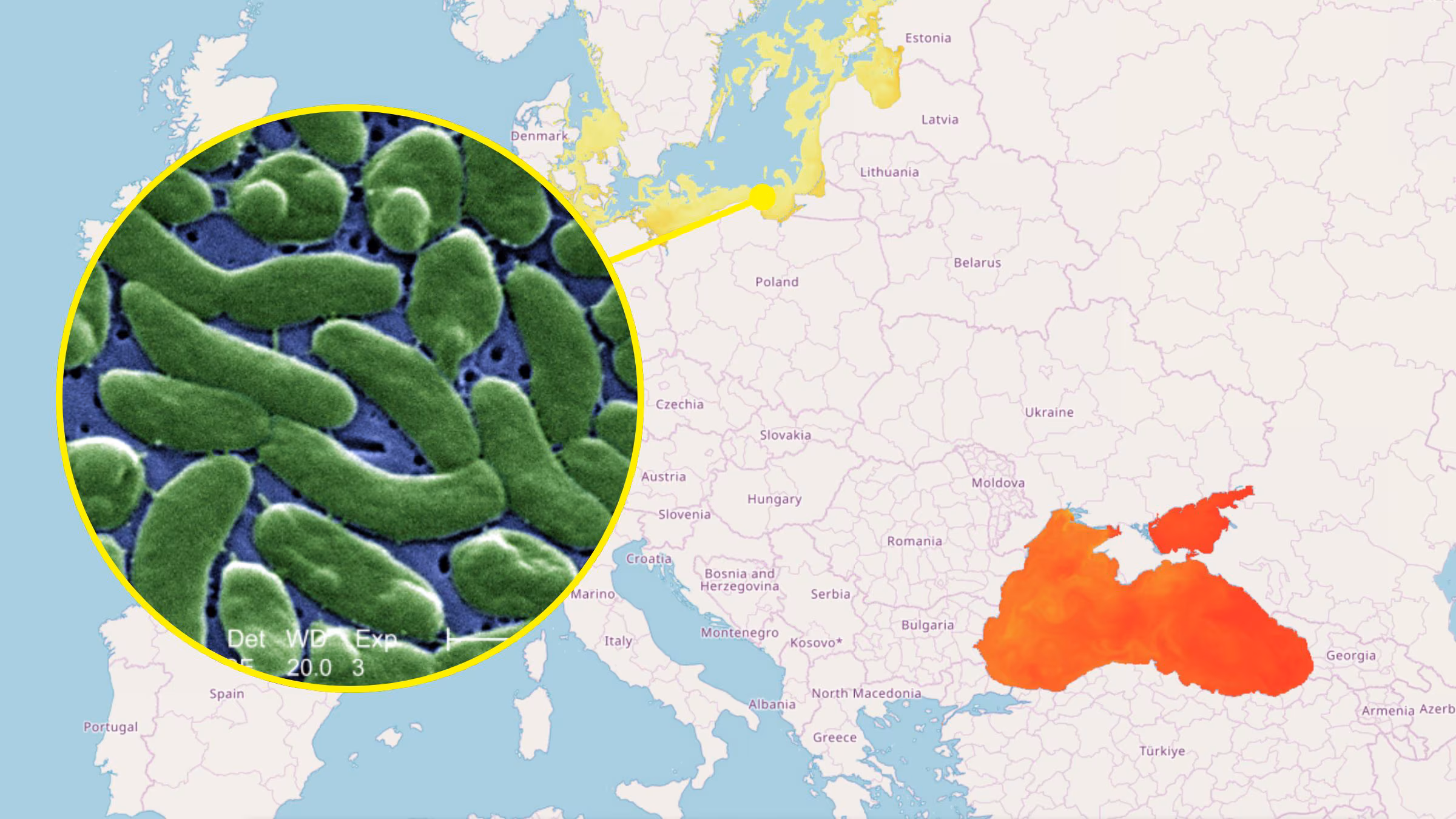 Bactérie carnivore dans le détroit de Messine, l'étude est ancienne : données européennes et pourquoi il n'y a pas de risque