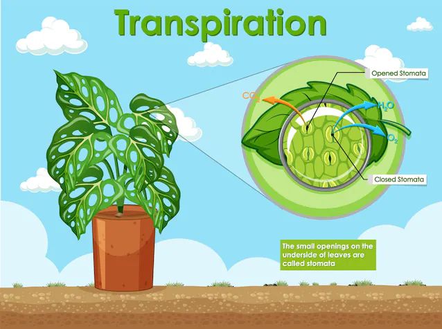 stomates des plantes à transpiration hydrique