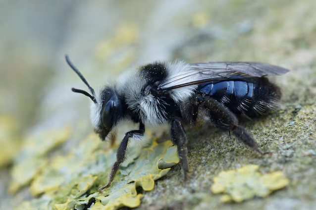 abeille minière