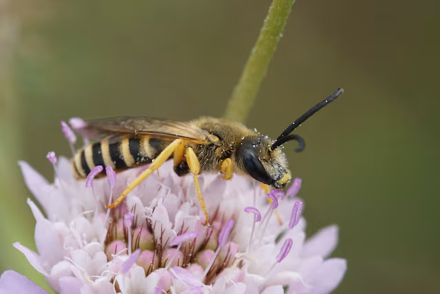 abeille en sueur