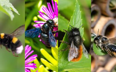 La différence entre les bourdons et les autres espèces d&rsquo;abeilles non domestiques : de l&rsquo;exploitation minière à la maçonnerie