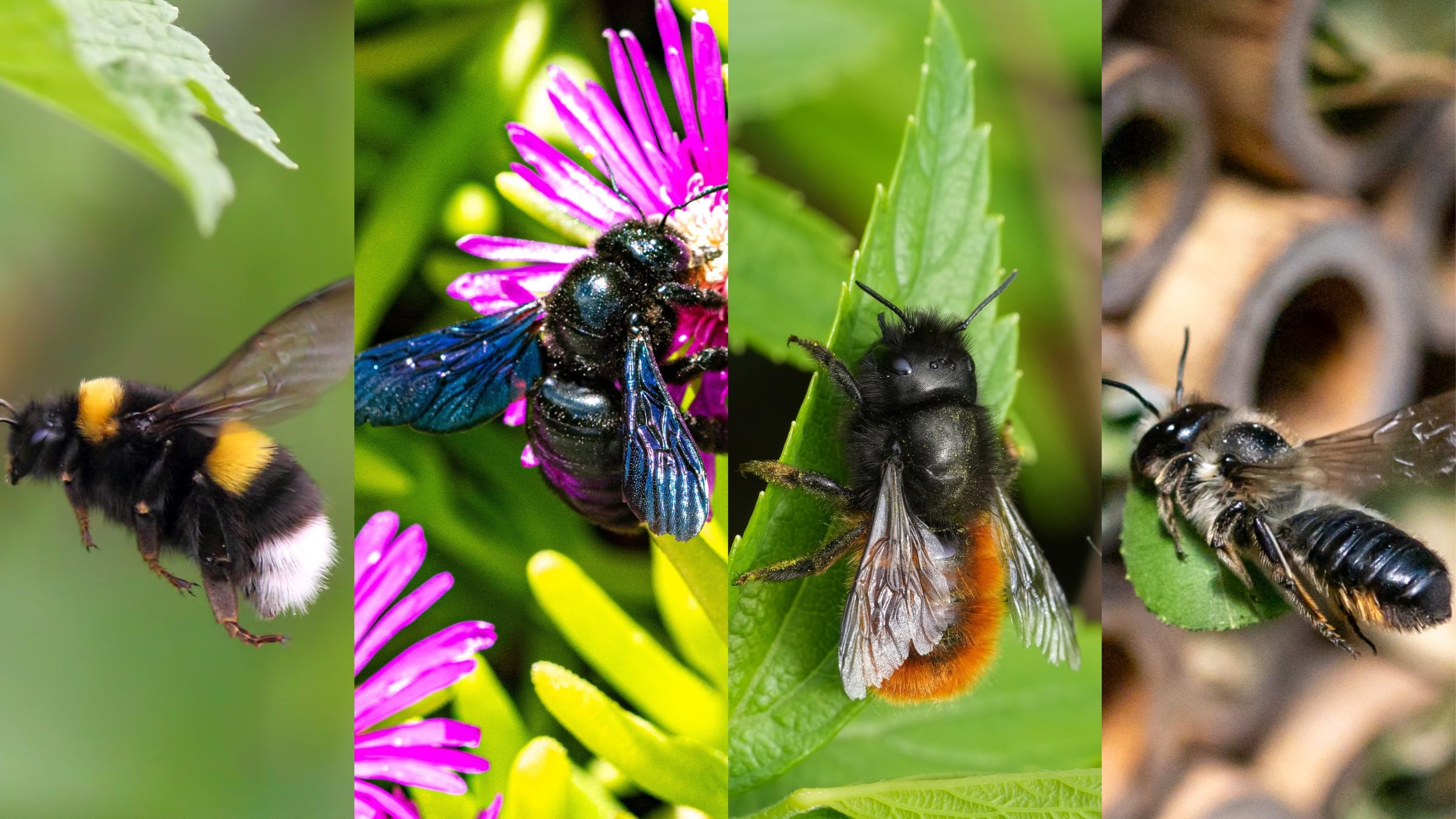 La différence entre les bourdons et les autres espèces d'abeilles non domestiques : de l'exploitation minière à la maçonnerie