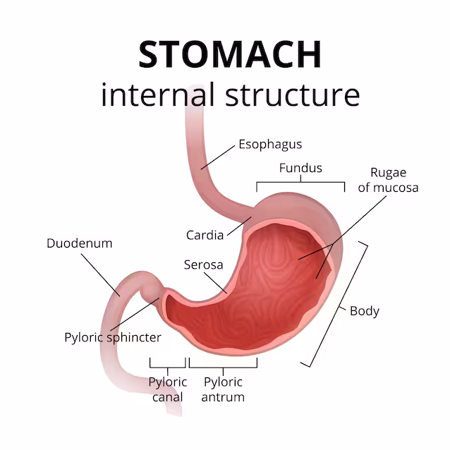 digestion, anatomie, estomac