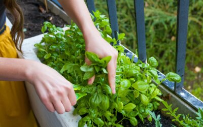 Le basilic, une plante aromatique riche en huiles essentielles à mettre en lumière : techniques pour le cultiver