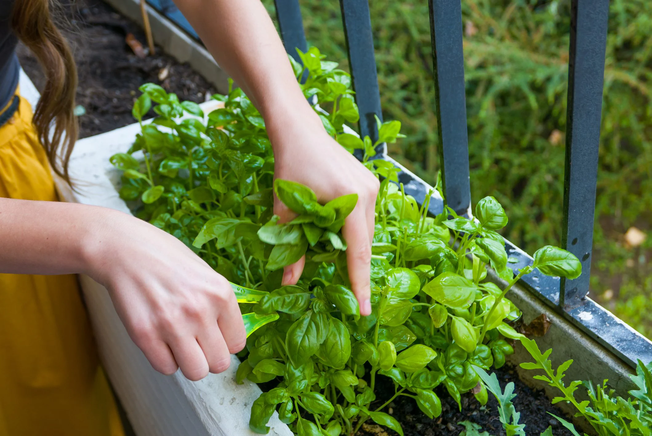Le basilic, une plante aromatique riche en huiles essentielles à mettre en lumière : techniques pour le cultiver