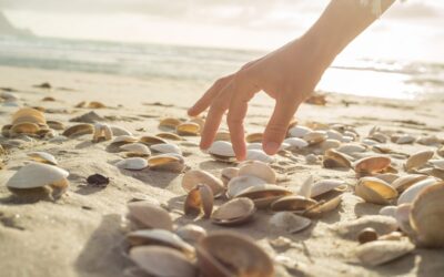 Il est illégal de ramasser du sable et des coquillages sur la plage : cela détruit l&rsquo;écosystème, des amendes allant jusqu&rsquo;à 9 000 euros