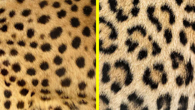 taches de léopard et de guépard