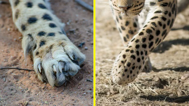 pattes de léopard et de guépard