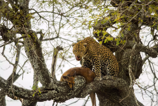 léopard avec proie sur un arbre