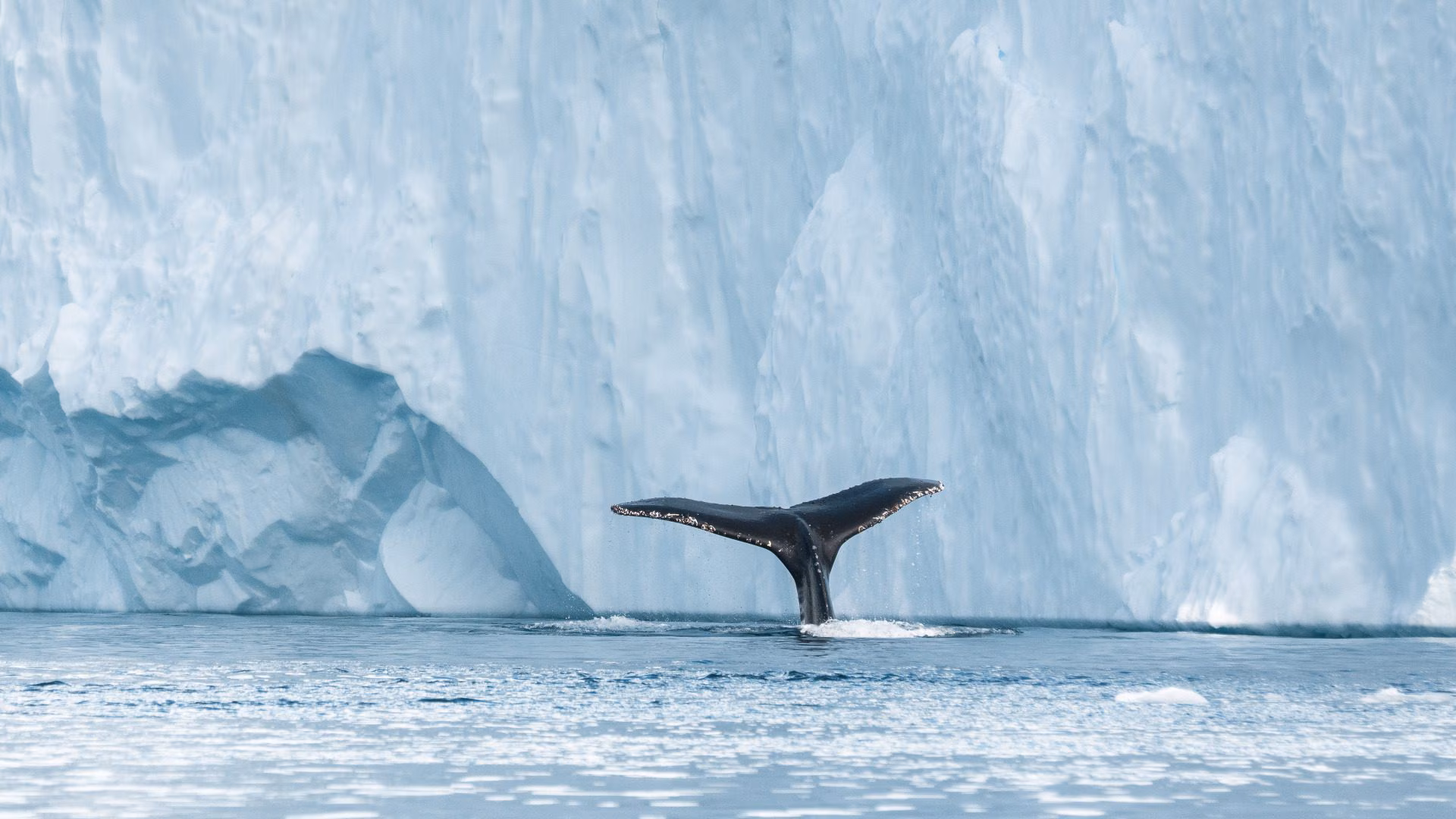 Pourquoi de plus en plus de baleines arrivent dans l'est du Groenland : l'étude sur le rôle de la chaleur