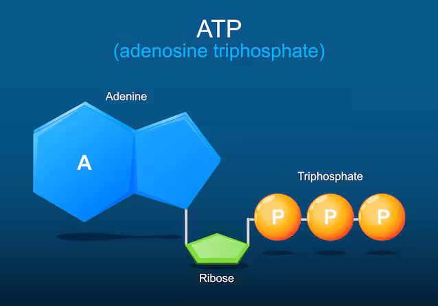 Molécule d'énergie ATP