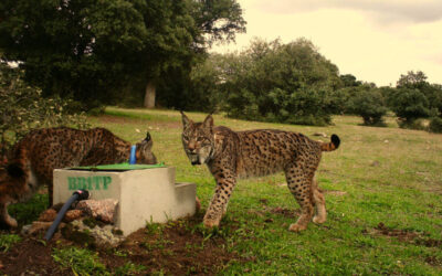 Du bord de l’extinction à la renaissance : la leçon du lynx pour l’Europe rurale