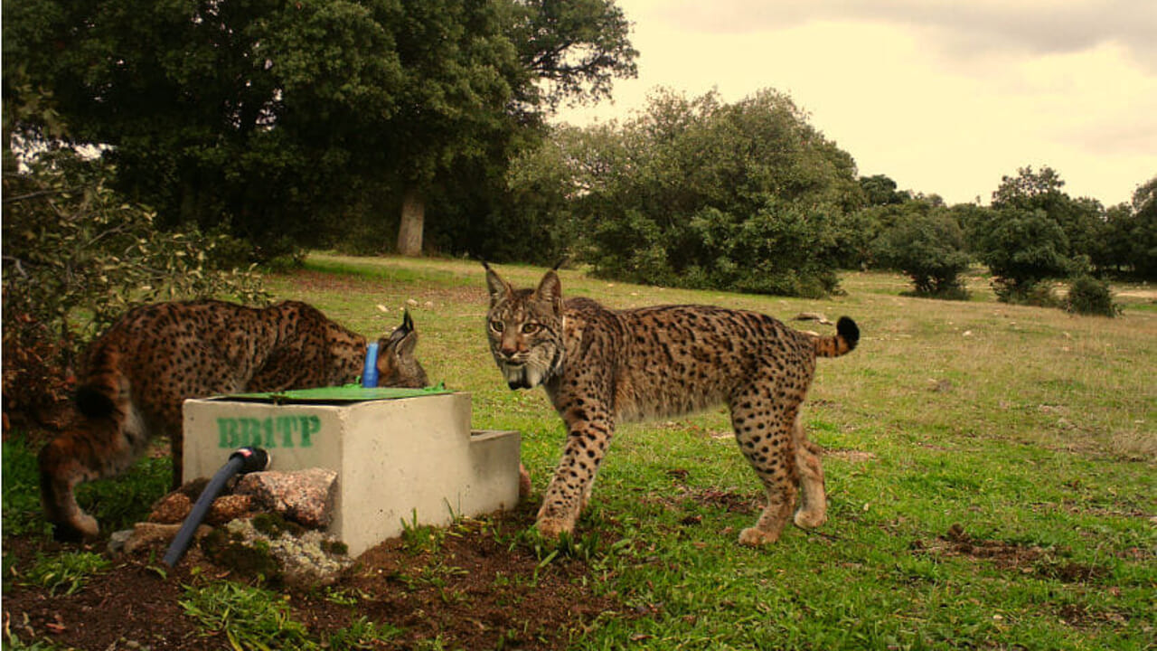 Du bord de l’extinction à la renaissance : la leçon du lynx pour l’Europe rurale