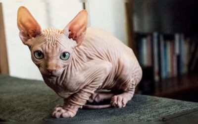 Saviez-vous que le chat « égyptien » ou « sphynx » ne vient pas d&rsquo;Égypte ? Son origine réside dans une mutation survenue en Amérique