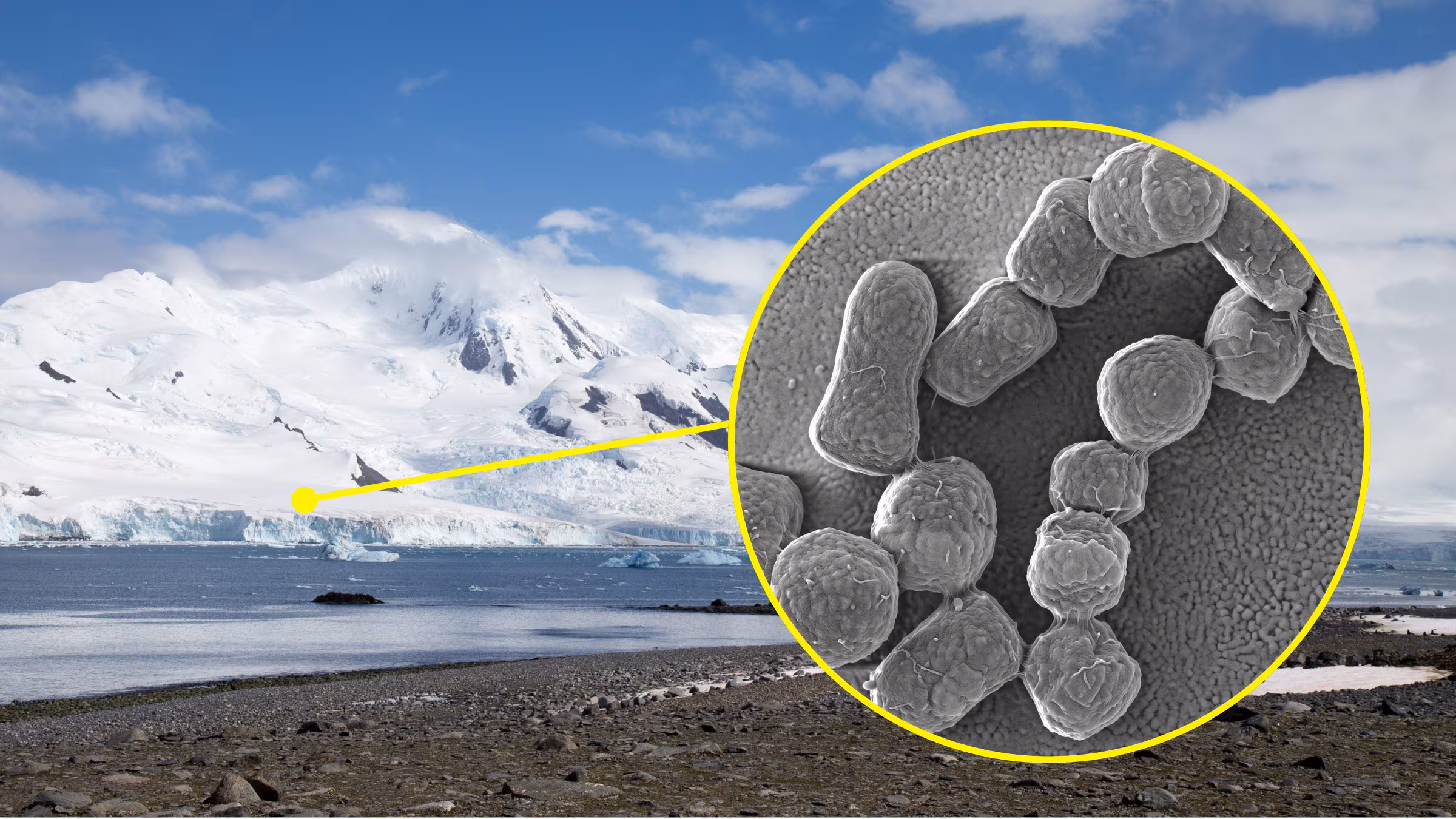 Des bactéries uniques découvertes au monde en Antarctique, elles résistent au froid : pourquoi il est important de les protéger