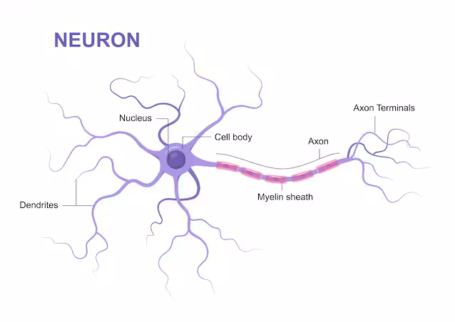 connexions neuronales