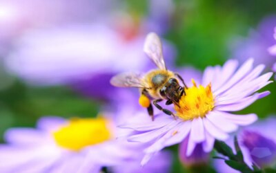 Abeilles en difficulté entre juillet et septembre : pourquoi c&rsquo;est la période la plus critique et comment les protéger