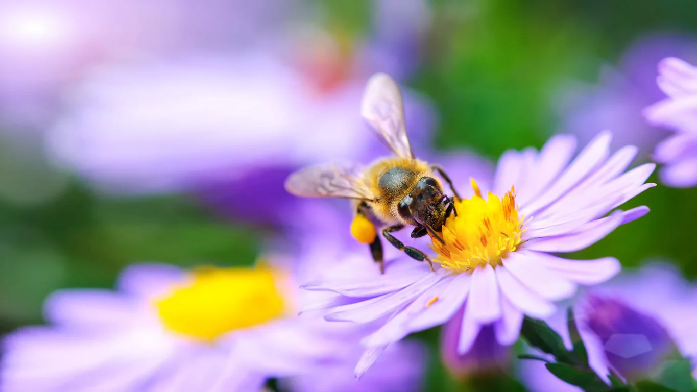 Abeilles en difficulté entre juillet et septembre : pourquoi c'est la période la plus critique et comment les protéger