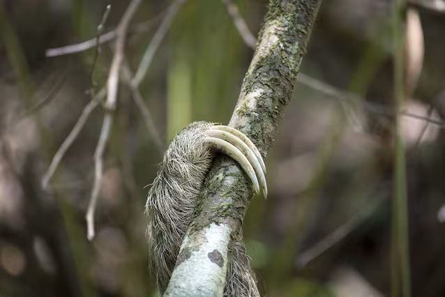 griffes de paresseux