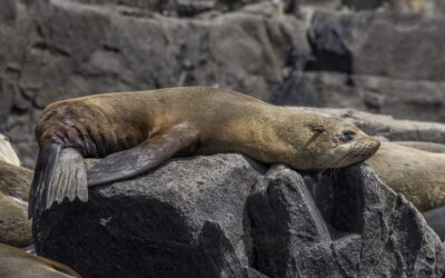 Les otaries à fourrure australiennes muent : il semble y avoir un lien avec la pollution