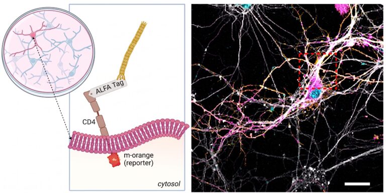 Transformer le virus M13 en « facteur » moléculaire de médicaments pour le cerveau : l'étude italienne