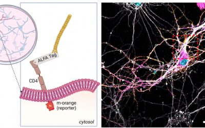 Transformer le virus M13 en « facteur » moléculaire de médicaments pour le cerveau : l&rsquo;étude italienne
