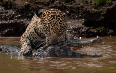 Pourquoi le jaguar gagne dans la lutte contre le caïman : force unique et technique de morsure du crâne